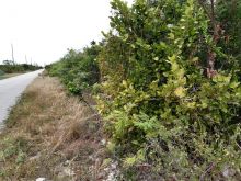 BANNERMAN TOWN - Other Eleuthera Eleuthera